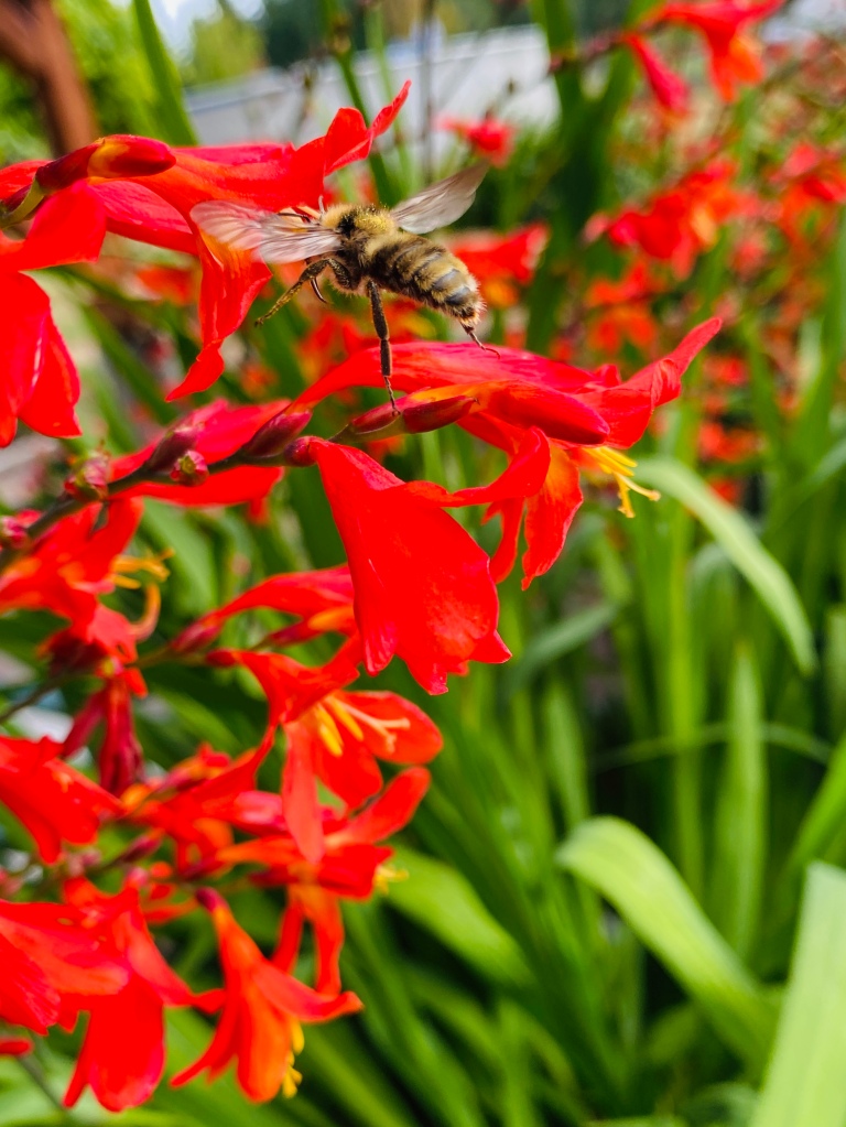 A bumblebee gets nectar off of bright red flowers