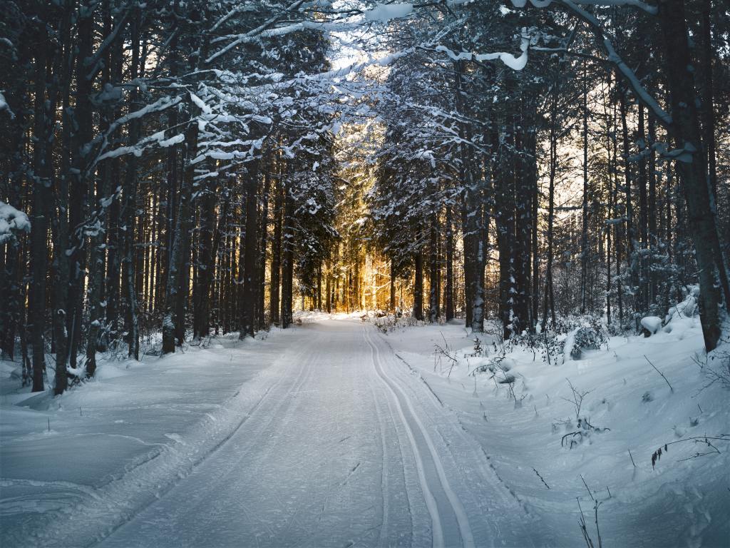 Snowy road winds through fir trees with a setting sun